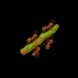 Ants on a Stick Tee - Max & Co Tees